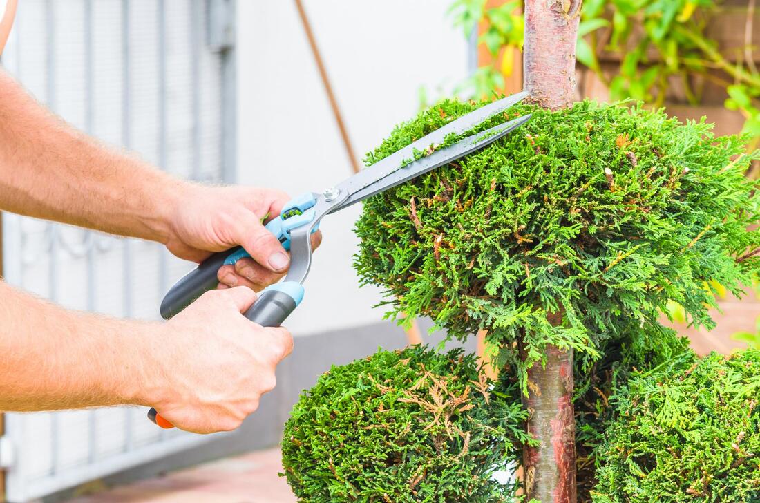 Tree Trimming Services